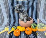 Small #5 Poodle (Miniature)