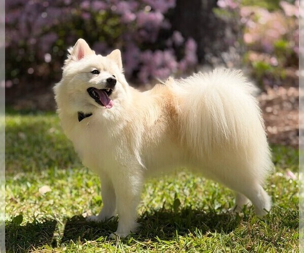 Medium Photo #2 Pomsky Puppy For Sale in FRISCO, TX, USA