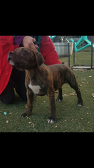 American Staffordshire Terrier Puppy for sale in ANZA, CA, USA