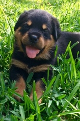 Rottweiler Puppy for sale in GRAPEVINE, TX, USA