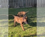 Small #18 Belgian Malinois