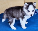 Small Photo #18 Pomsky Puppy For Sale in PUNTA GORDA, FL, USA