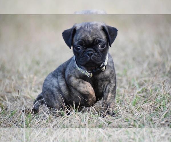 Medium Photo #1 Pug Puppy For Sale in PALM COAST, FL, USA