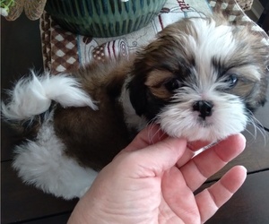 Aussiedoodle Puppy for sale in CONWAY, SC, USA