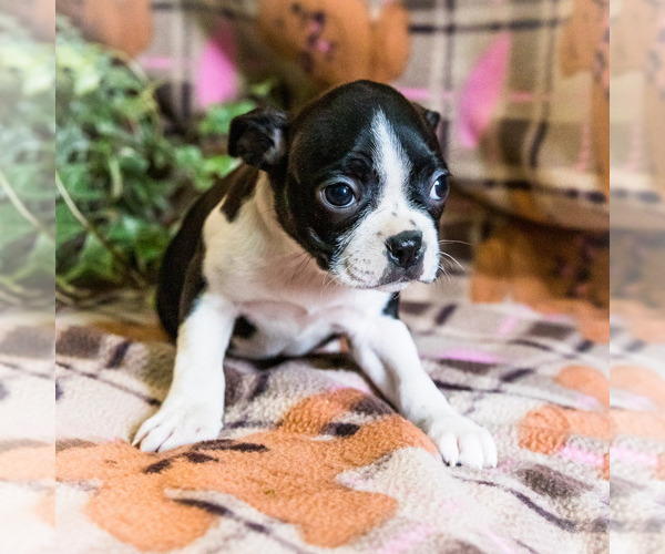 Medium Photo #2 Boston Terrier Puppy For Sale in WAKARUSA, IN, USA