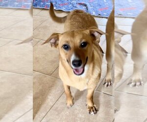 Pembroke Welsh Corgi-Unknown Mix Dogs for adoption in Green Forest, AR, USA