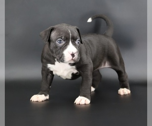 American Bully Puppy for sale in CHAMPAIGN, IL, USA