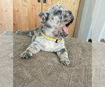 Small #3 French Bulldog