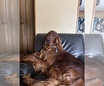 Small #6 Irish Setter