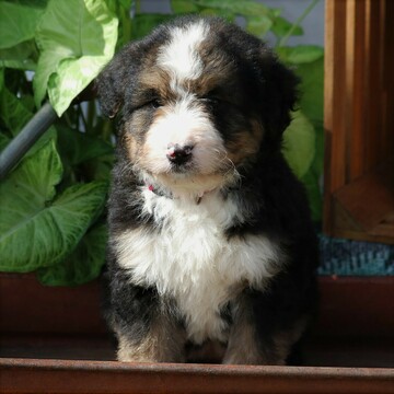 Medium Photo #1 Bernedoodle Puppy For Sale in EAST EARL, PA, USA