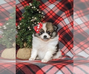 Pomeranian Puppy for sale in CHRISTIANA, PA, USA