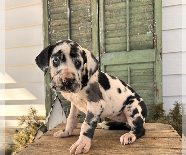 Medium Photo #2 Great Dane Puppy For Sale in MIDDLEBURY, IN, USA