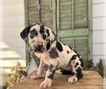 Small #1 Great Dane
