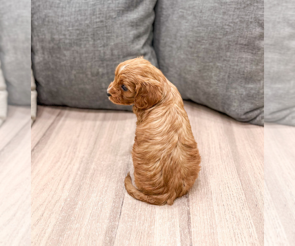 Medium Photo #14 Cavapoo (Miniature) Puppy For Sale in MILLERSBURG, OH, USA