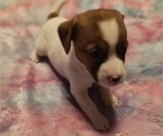 Puppy Hour Glass Jack Chi-Jack Russell Terrier Mix