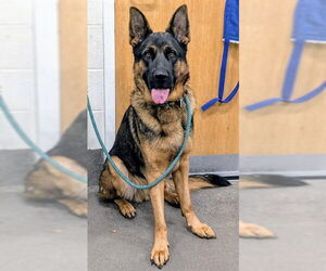 German Shepherd Dog Dogs for adoption in Forestville, MD, USA