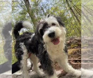 Mutt Dogs for adoption in Cranston, RI, USA