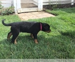 Small Photo #25 Rottweiler Puppy For Sale in OAK GLEN, CA, USA