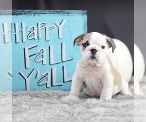 English Bulldog Puppy for sale in LAKEWOOD VILLAGE, TX, USA