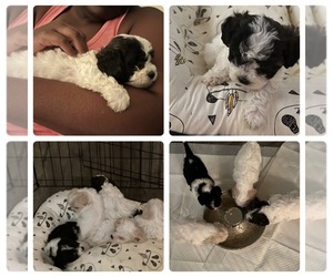 ShihPoo Puppy for sale in RIDGE MANOR, FL, USA