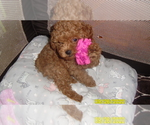 Poodle (Toy) Puppy for sale in DULUTH, GA, USA