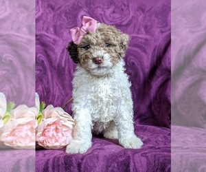 Poodle (Miniature)-Shepadoodle Mix Puppy for sale in GLEN ROCK, PA, USA
