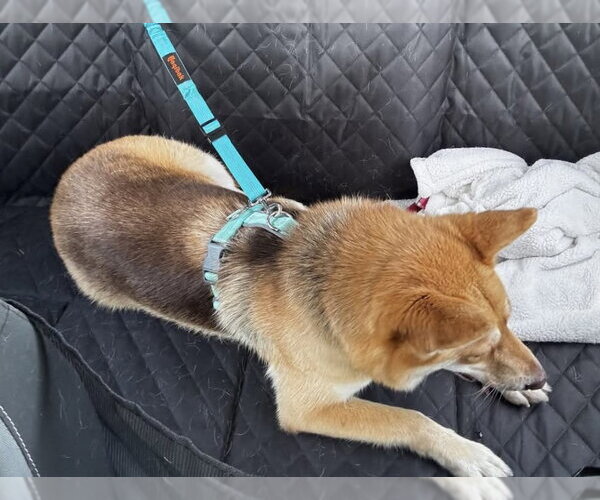 Medium Photo #12 Shiba Inu-Siberian Husky Mix Puppy For Sale in Germantown, OH, USA