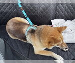 Small #11 Shiba Inu-Siberian Husky Mix