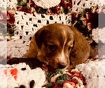 Small Photo #12 Dorgi Puppy For Sale in HURST, IL, USA