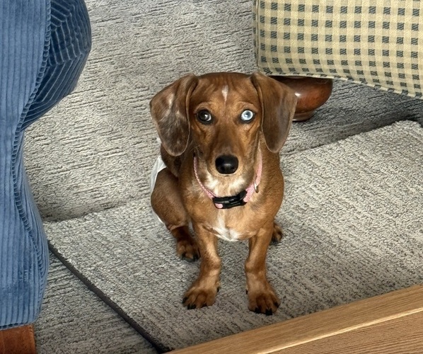 Medium Photo #4 Dachshund Puppy For Sale in FOLSOM, CA, USA