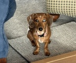 Small #3 Dachshund