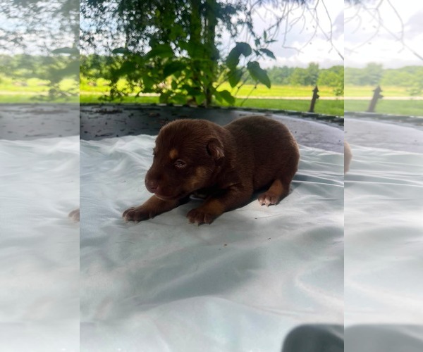 Medium Photo #2 Doberman Pinscher-German Shepherd Dog Mix Puppy For Sale in HOPKINSVILLE/PRINCETON, KY, NH, USA