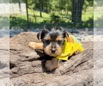 Small #4 Yorkshire Terrier