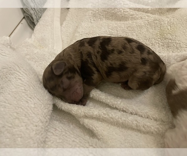 Medium Photo #59 Poodle (Toy) Puppy For Sale in MURRIETA, CA, USA