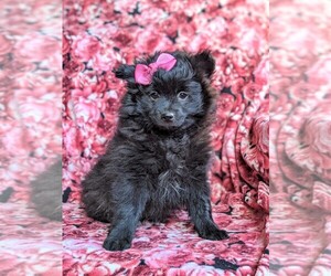 Pomeranian Puppy for sale in CHRISTIANA, PA, USA