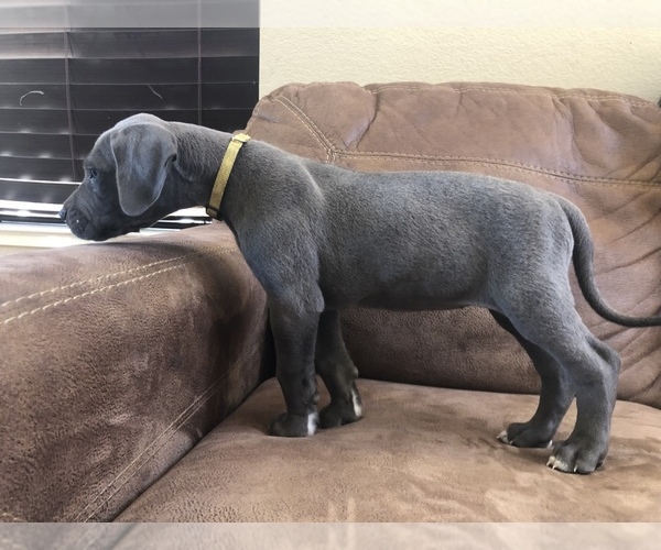 Medium Photo #1 Great Dane Puppy For Sale in SALINAS, CA, USA