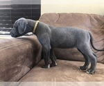 Small Photo #1 Great Dane Puppy For Sale in SALINAS, CA, USA