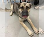 Small German Shepherd Dog Mix