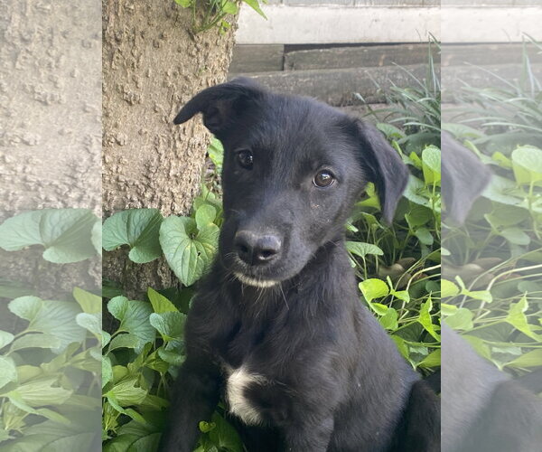 Medium Photo #6 Labrador Retriever-Unknown Mix Puppy For Sale in Hillsboro, MO, USA