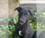 Small #5 Labrador Retriever Mix