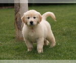 Small Photo #13 Golden Retriever Puppy For Sale in NUNN, CO, USA