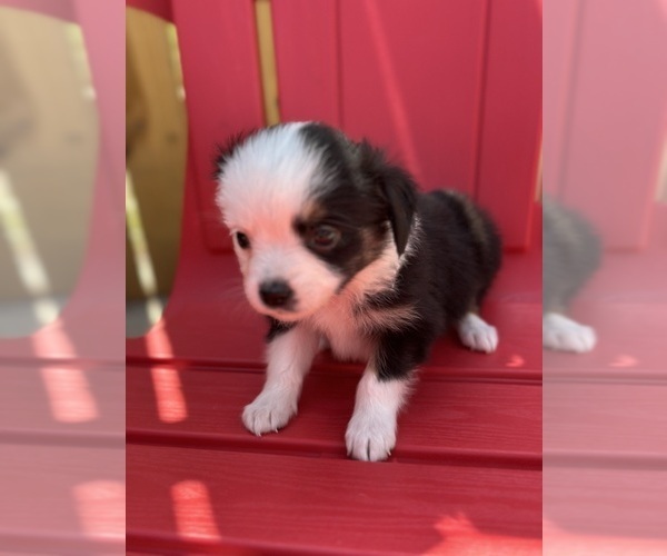 Medium Photo #21 Miniature Australian Shepherd Puppy For Sale in LAKELAND, FL, USA