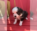 Small Photo #21 Miniature Australian Shepherd Puppy For Sale in LAKELAND, FL, USA