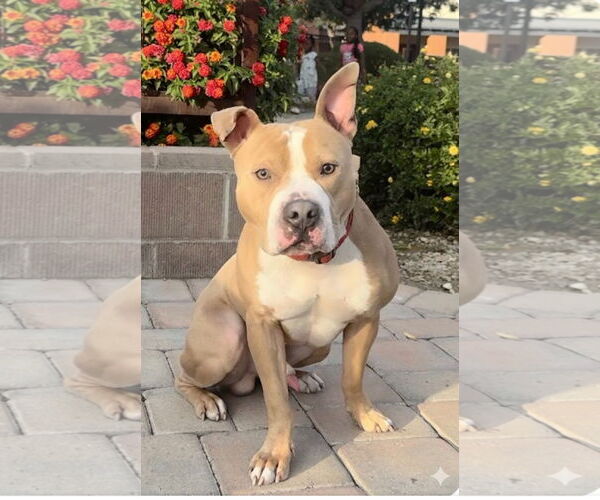 Medium Photo #1 Mutt Puppy For Sale in Chandler, AZ, USA