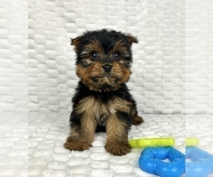 Yorkshire Terrier Puppy for sale in FRANKLIN, IN, USA