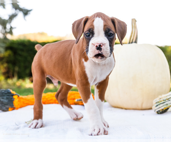 Medium Photo #8 Boxer Puppy For Sale in WAKARUSA, IN, USA