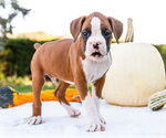 Small Photo #36 Boxer Puppy For Sale in WAKARUSA, IN, USA