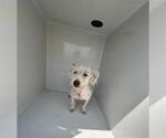 Small Poodle (Miniature)