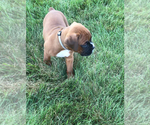 Small #2 Boxer