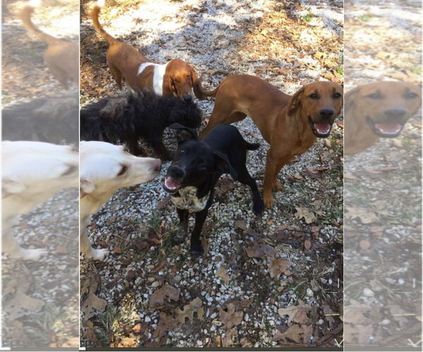 Medium Photo #4 Mutt Puppy For Sale in Harrison, AR, USA